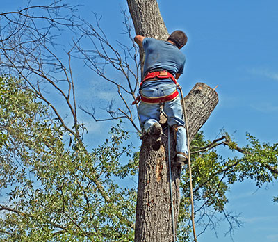 tree service gregory tx